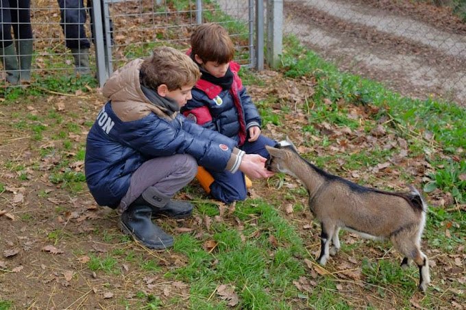 Bambini che incontrano le capre