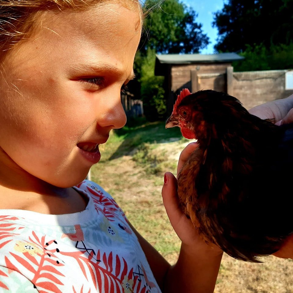 Incontro con una gallina