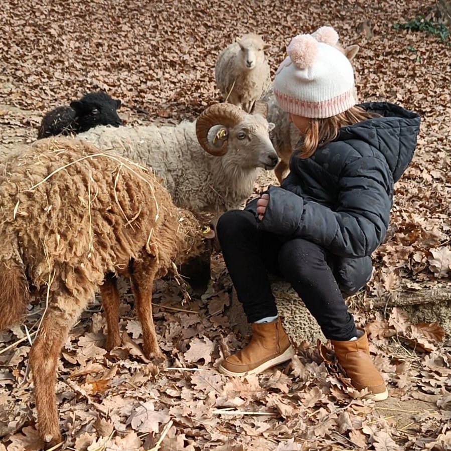 Un incontro con le pecore